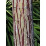 1_acer_capillipes.jpg